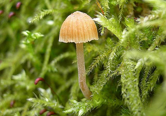 Nel  Regno  della  Jurana